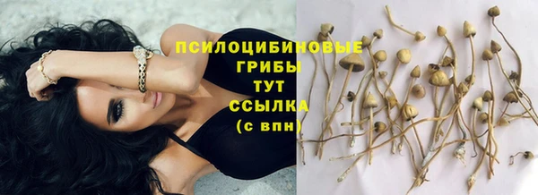 сатива Балахна